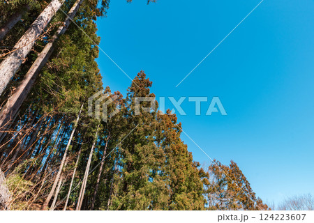 青空に映える杉林　花粉症イメージ 124223607