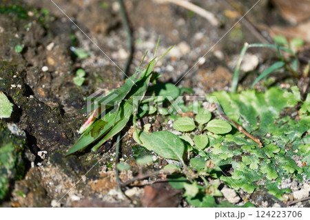 かわいいおんぶバッタ 124223706