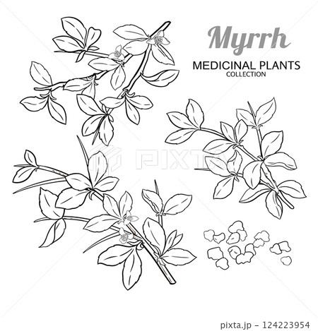 Myrrh Branch with Flowers Outline Illustration Myrrh Branch with Flowers Outline Illustration 124223954