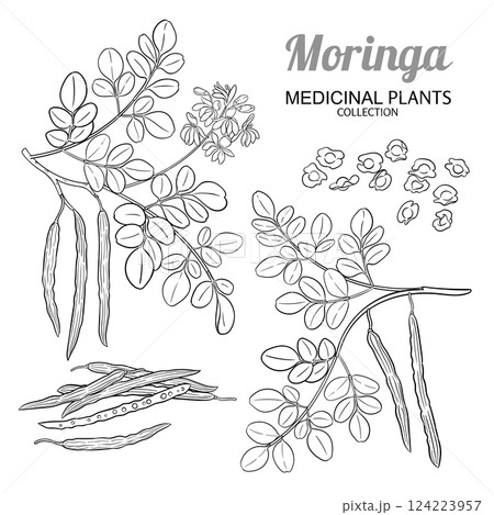 Moringa Branch with Flowers Outline Illustration Moringa Branch with Flowers Outline Illustration 124223957