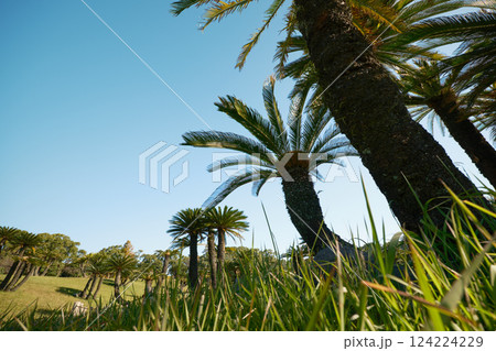 見上げる美しいソテツの風景 124224229