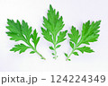 新鮮な蓬の葉、ヨモギの葉、よもぎ 124224349