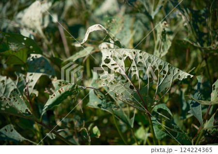 芋虫に食べられたボロボロのさつま芋の葉 芋虫に食べられたボロボロのさつま芋の葉 124224365