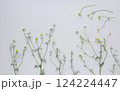 白バックにカモミールの花、カモミールの背景、ハーブの背景 124224447