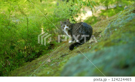猫 ねこ ネコ 124224465