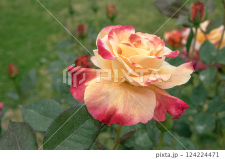 オレンジ色に杏色が入った薔薇の花（品種コッペリア） 124224471