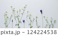 白バックにカモミールとラベンダーの花、カモミールとラベンダーの背景、ハーブの背景 124224538