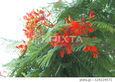 ホウオウボク　石垣島　 124224571