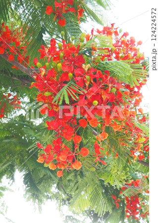 ホウオウボク　石垣島　 124224572