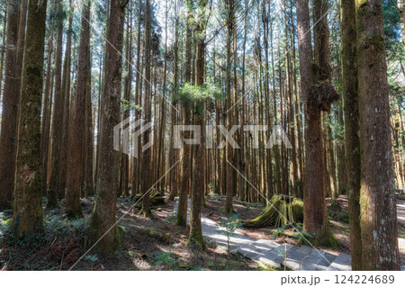 Alishan Tashan Trail Alishan Tashan Trail 124224689