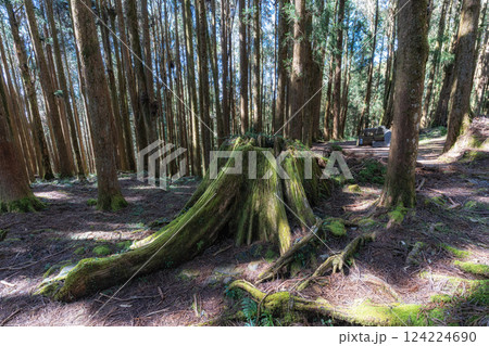 Alishan Tashan Trail Alishan Tashan Trail 124224690