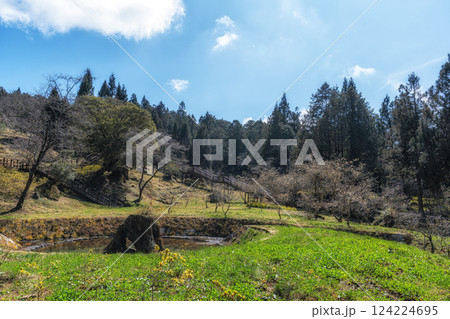 Magnolia Garden in Alishan 124224695