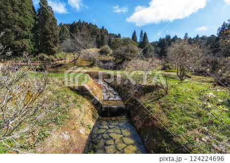 Magnolia Garden in Alishan 124224696