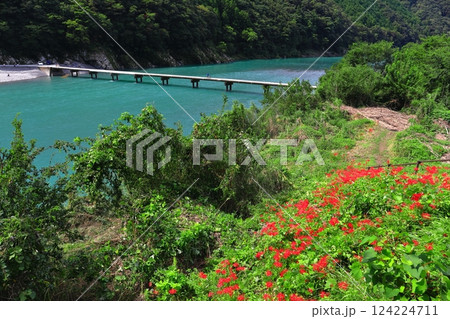 【高知県】晴天の岩間沈下橋(四万十川) 【高知県】晴天の岩間沈下橋(四万十川) 124224711