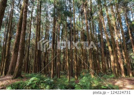 Alishan Tashan Trail Alishan Tashan Trail 124224731