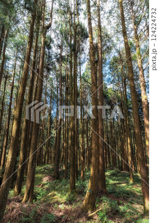Alishan Tashan Trail 124224732