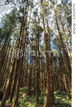 Alishan Tashan Trail 124224733
