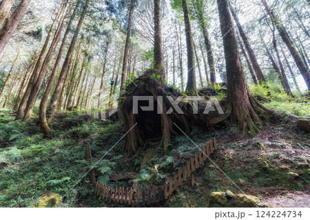 Alishan Tashan Trail 124224734