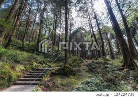 Alishan Tashan Trail 124224739