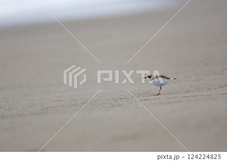 砂浜を歩いてきたチドリがふと立ち止まって海を見つめる 124224825