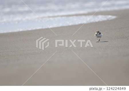 打ち寄せる波と砂浜を歩くチドリ 打ち寄せる波と砂浜を歩くチドリ 124224849