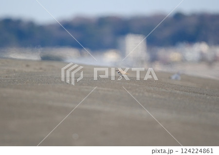背景に海岸沿いの建物が見える砂浜で歩き出したチドリ 背景に海岸沿いの建物が見える砂浜で歩き出したチドリ 124224861