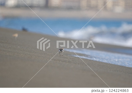 波が打ち寄せる砂浜を歩いてくるチドリ 124224863