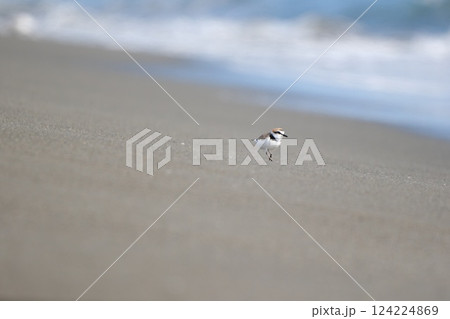 波が打ち寄せる砂浜を軽くステップを踏みながら歩いてくるチドリ 波が打ち寄せる砂浜を軽くステップを踏みながら歩いてくるチドリ 124224869