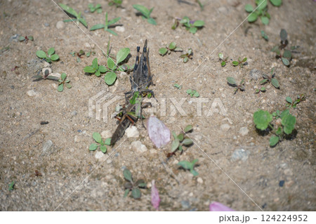 キスをするトノサマバッタ 124224952