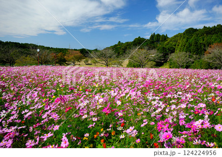 満開の見頃を迎えた都市農業センターのコスモス畑 124224956