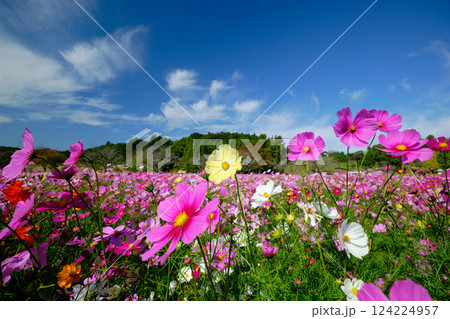 都市農業センターに迫る美しいコスモスの景色 124224957