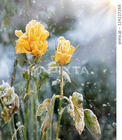 Forgotten flower covered with cold needles of frost 124225168