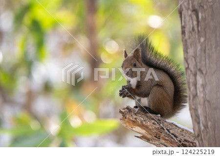木の上でクルミを食べるエゾリス 124225219