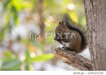 木の上でクルミを食べるエゾリス 124225220