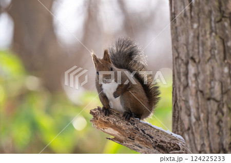 木の上でクルミを食べるエゾリス 124225233