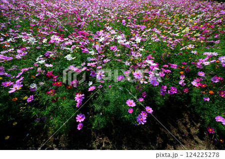 足元に広がる満開のコスモス畑 124225278