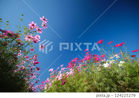見上げる美しいコスモスの景色 124225279