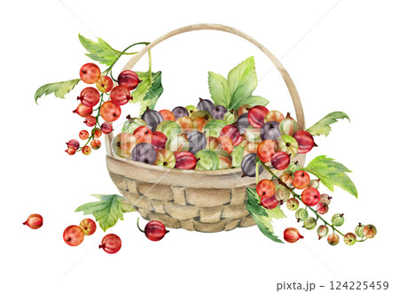 Currant gooseberry clusters, leaves in weaved basket, hand drawn in watercolor, ripe picked garden berry harvest, casseille jostaberry. Isolated illustration. Cosmetics, holistic lifestyle branding Currant gooseberry clusters, leaves in weaved basket, hand drawn in watercolor, ripe picked garden berry harvest, casseille jostaberry. Isolated illustration. Cosmetics, holistic lifestyle branding 124225459