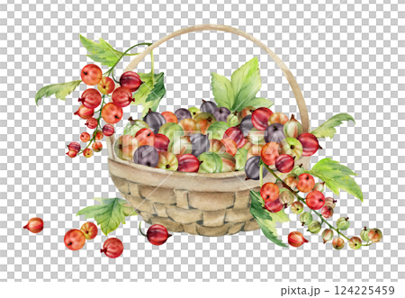 Currant gooseberry clusters, leaves in weaved basket, hand drawn in watercolor, ripe picked garden berry harvest, casseille jostaberry. Isolated illustration. Cosmetics, holistic lifestyle branding 124225459