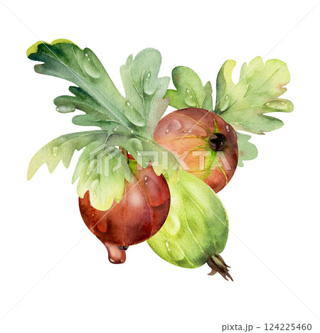Gooseberry berries leaves in water dew drops, ripe garden Currant huckleberry casseille jostaberry. Isolated botanical illustration, hand drawn in watercolor. For restaurant, cafe menu, farmers market 124225460
