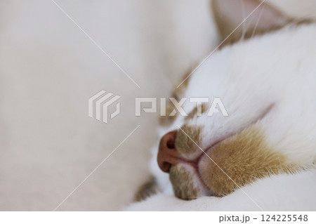Close-up of a ginger cat's face. Sleeping cat. Close-up of a ginger cat's face. Sleeping cat. 124225548
