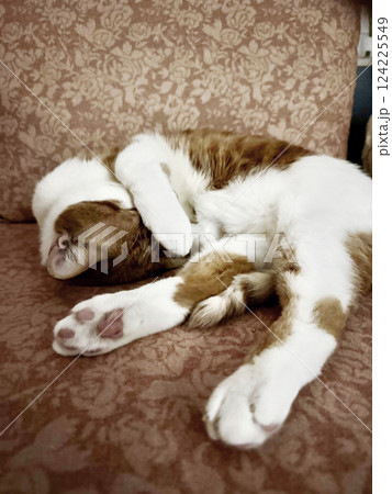 A ginger cat with white fur. Sleeping on its side. In a quirky pose 124225549