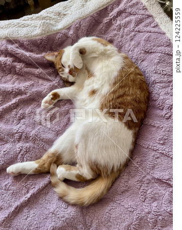 A ginger cat with white fur. Sleeping on its side. In a quirky pose. Oblique Angle A ginger cat with white fur. Sleeping on its side. In a quirky pose. Oblique Angle 124225559