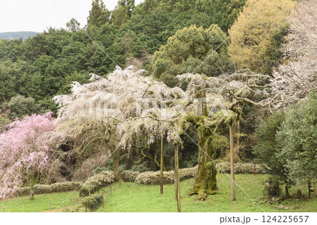 長興山　紹太寺   枝垂れ桜 124225657