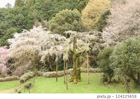 長興山　紹太寺   枝垂れ桜 124225658