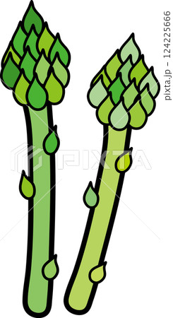 フレッシュ野菜　アスパラガスのイラスト素材 124225666