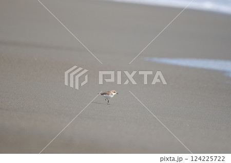 砂浜を歩くチドリの横顔 124225722