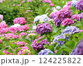 アジサイ 124225822