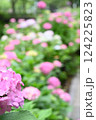 アジサイ 124225823