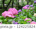 アジサイ 124225824